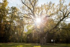 Eiche-Herbst-Jennifer-Rath